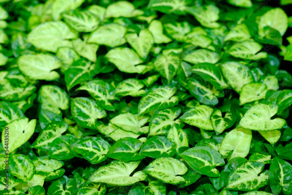 custom made wallpaper toronto digitalGreen leaves texture background, colorful leaves, nature concept, tropical leaf.