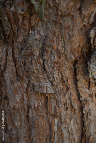 Brown bark peeling off the tree