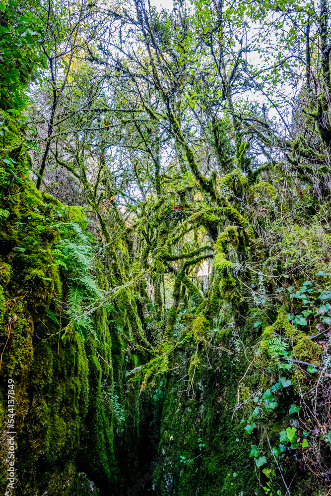 Fototapeta premium Le Bois De Païolive en Ardèche