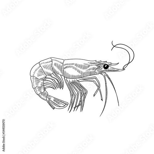 Vector black and white illustration of shrimp on a transparent background

