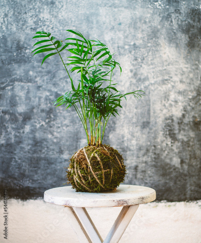 kokedama traditional japanese plant with moss and coconut fiber photo