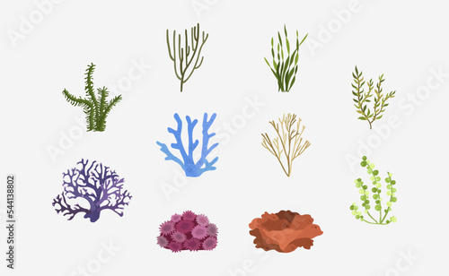 Marine Plants vector in flat design