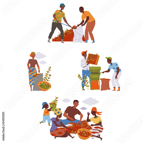 People Character Harvesting Coffee Picking Fresh Fruit in Bag and Basket Vector Set