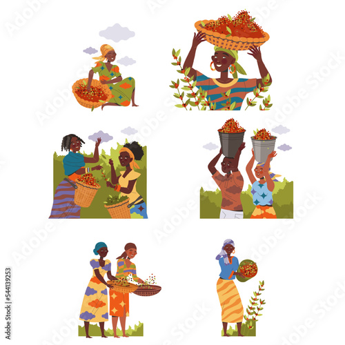 People Character Harvesting Coffee Picking Fresh Fruit in Bucket and Basket Vector Set