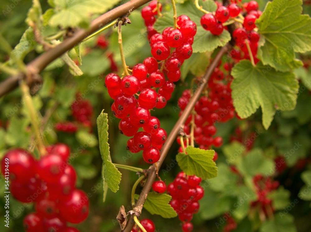 Ribes spicatum, the downy currant or Nordic currant Ribes spicatum, the downy currant or Nordic currant