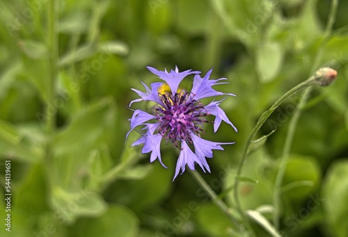 centaury, centory, starthistles, knapweeds, centaureas photo