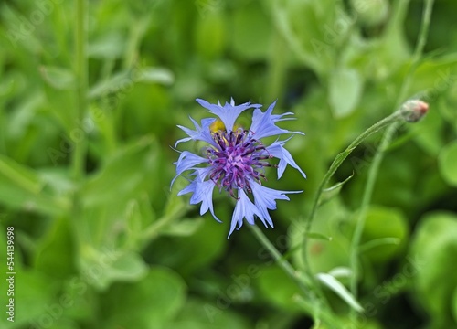 centaury, centory, starthistles, knapweeds, centaureas photo