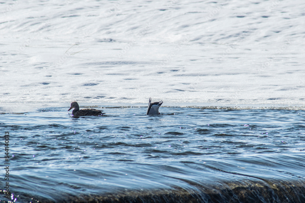 Fototapeta premium ducks on a frozen river
