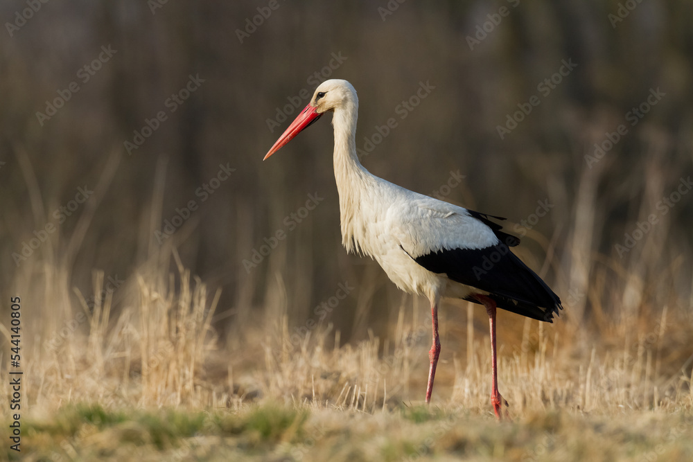 Fototapeta premium Bird White Stork Ciconia ciconia hunting time summer in Poland Europe