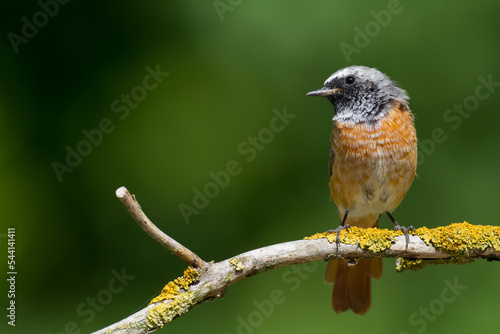 Bird male Redstart Phoenicurus phoenicurus small bird on green background