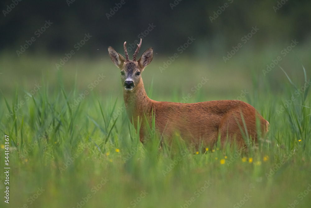 male roe deer Capreolus capreolus Majestic roe deer, capreolus capreolus, approaching on green meadow in spring. Male mammal with orange fur walking through grass male roe deer Capreolus capreolus Majestic roe deer, capreolus capreolus, approaching on green meadow in spring. Male mammal with orange fur walking through grass