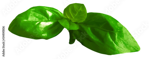 Fresh basil leaves isolated on white background. Realistic vector illustration