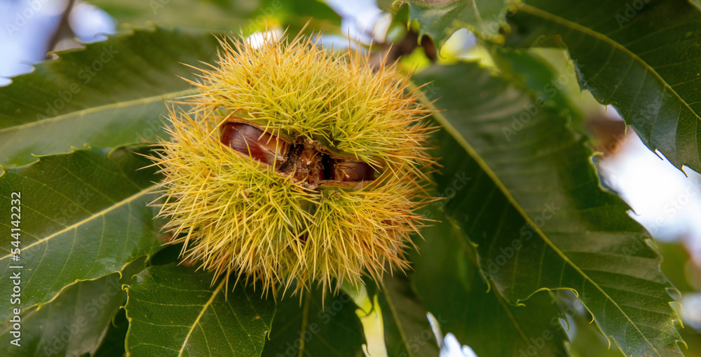 Chestnut husk close up. Castanea sativa tree branch at harvest Autumn,
