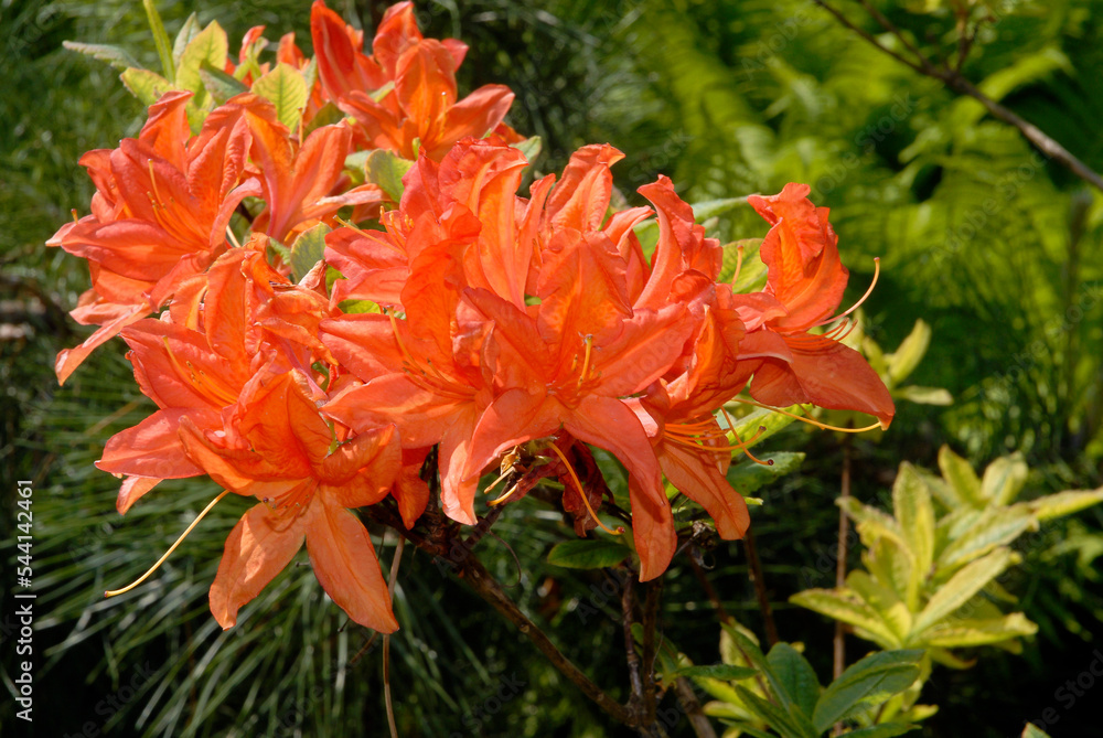 Rhododendron, Rhododendron x 'Hotspur Red' Rhododendron, Rhododendron x 'Hotspur Red'