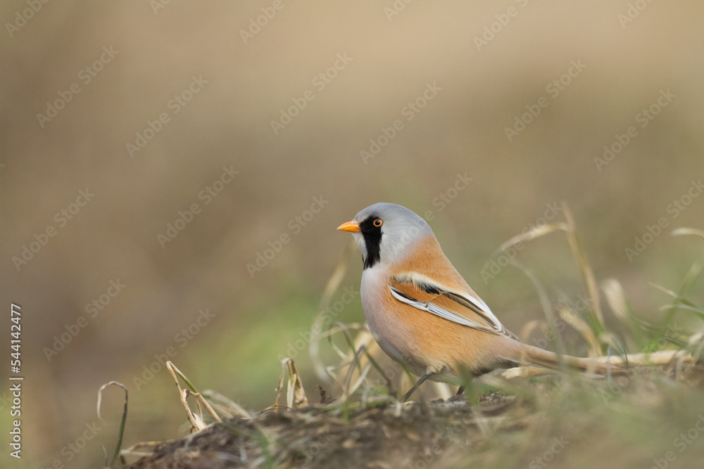 Bird Bearded Reedling Panurus biarmicus Poland Europe, a bird living in reeds on the edges of rivers, ponds, lakes Bird Bearded Reedling Panurus biarmicus Poland Europe, a bird living in reeds on the edges of rivers, ponds, lakes
