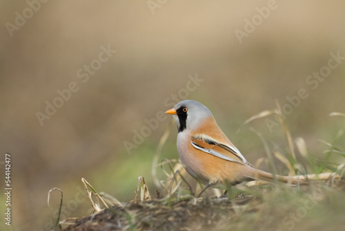 Bird Bearded Reedling Panurus biarmicus Poland Europe, a bird living in reeds on the edges of rivers, ponds, lakes