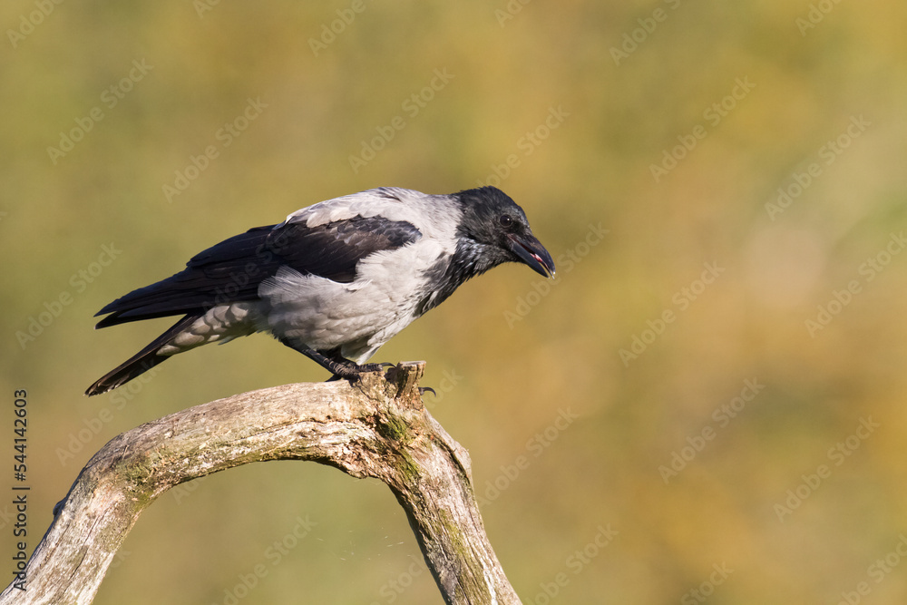 Obraz premium Bird - Hooded crow Corvus cornix in amazing warm background Poland Europe