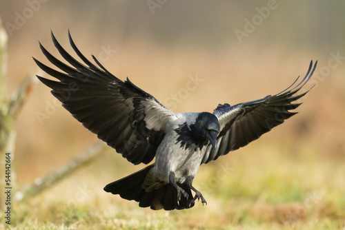 Obraz na płótnie Bird - Hooded crow Corvus cornix in amazing warm background Poland Europe