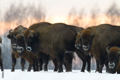 Mammals - wild nature European bison ( Bison bonasus ) Wisent herd standing on the winter snowy field North Eastern part of Poland, Europe Knyszynska Primeval Forest photo