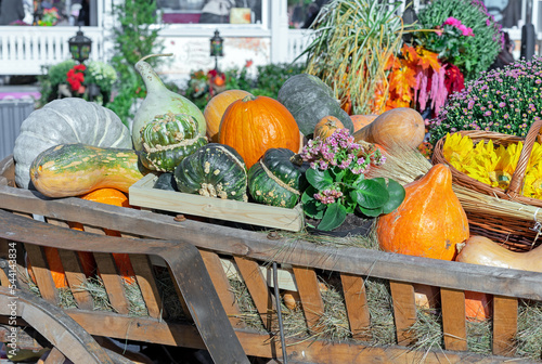 Pumpkins in a wooden horse cart. Autumn harvest of pumpkins.