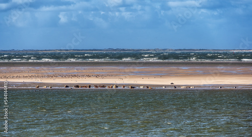 seals gathered on a sandbank in the Dutch Waddenzee photo