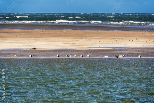 seals gathered on a sandbank in the Dutch Waddenzee