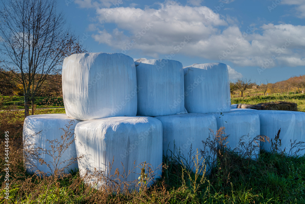 Obraz premium Wrapped straw bales. The bales are stacked in a meadow and covered with a tarpaulin against the rain.