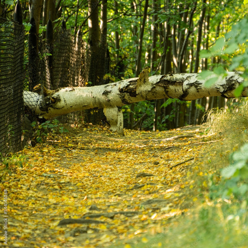 pień brzozy powalony na leśną drogę