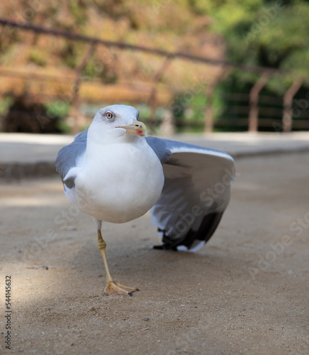 The Mediterranean gull spread its wing. Silver Gull. Large sea bird Klusha. photo