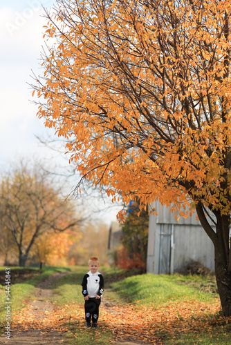 A big yellow autumn tree and a little red-haired boy laughing. Rural life outside the city is very calm