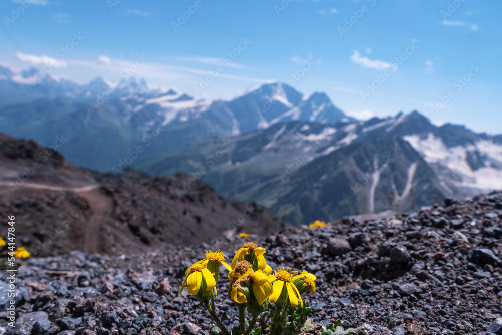 Beautiful view of the mountains with a beautiful sky and flowers on the ground. yellow flowers in the foreground, mountains in the background