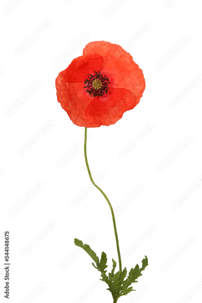 Obraz premium poppy flower on white background