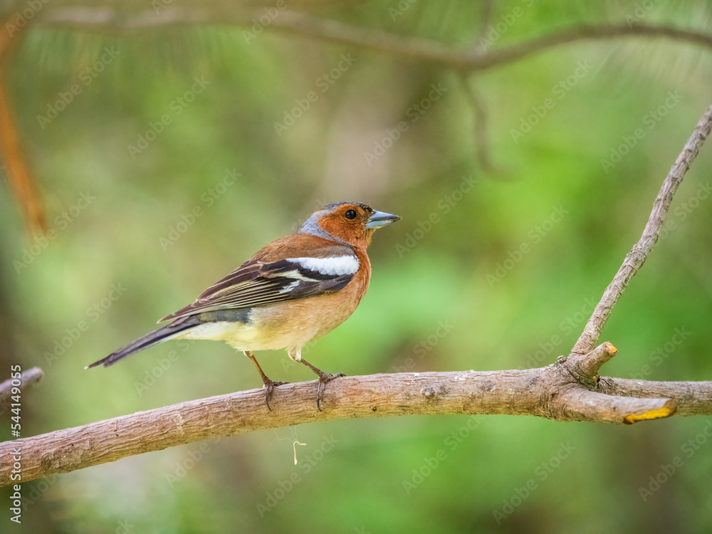Common chaffinch, Fringilla coelebs, sits on a branch in spring on green background. Common chaffinch in wildlife. Common chaffinch, Fringilla coelebs, sits on a branch in spring on green background. Common chaffinch in wildlife.