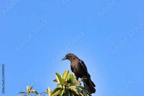 An American crow perched on a loquat tree branch. © Romar66