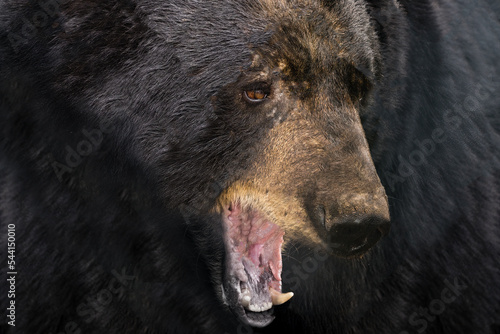 Big Bear Yawn