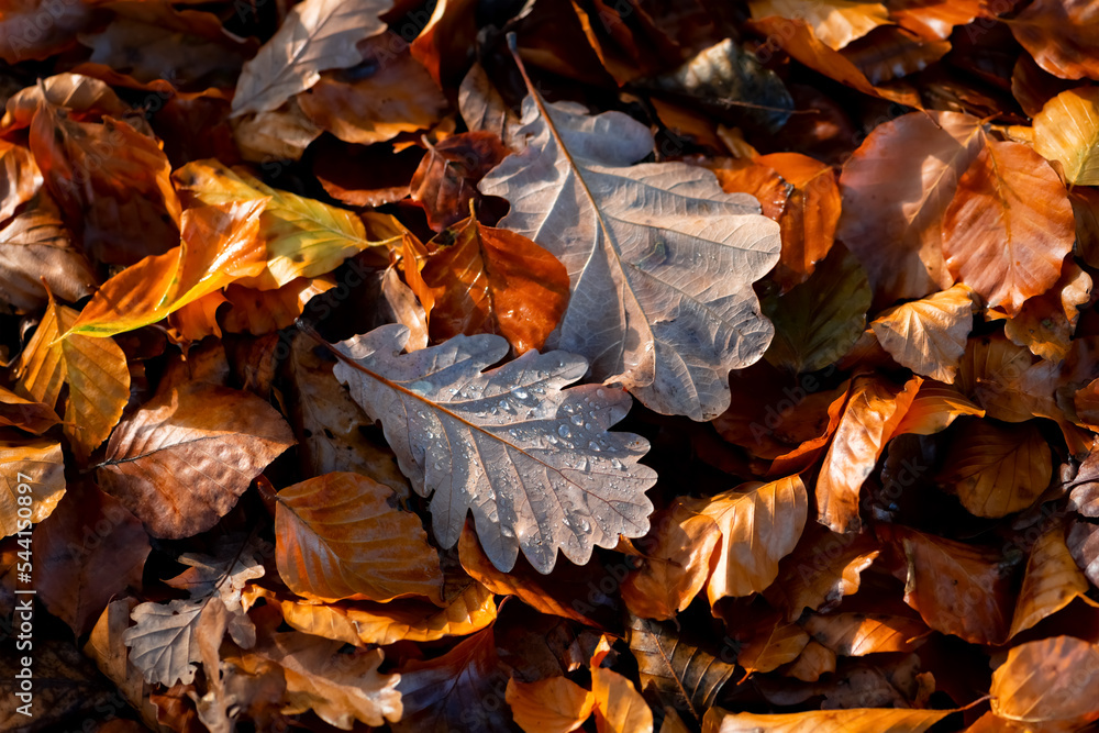 Colorful Oak (Quercus) leaves and Beech (Fagus) fallen down brown rotten foliage on the ground of a forest in Iserlohn Sauerland Germany with clear little water drops from a rain shower close up. Colorful Oak (Quercus) leaves and Beech (Fagus) fallen down brown rotten foliage on the ground of a forest in Iserlohn Sauerland Germany with clear little water drops from a rain shower close up.