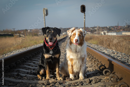Two dogs are sitting on rails. Railroad and dogs. The dogs are waiting for their owner. Funny aussie and smiling rottweiler