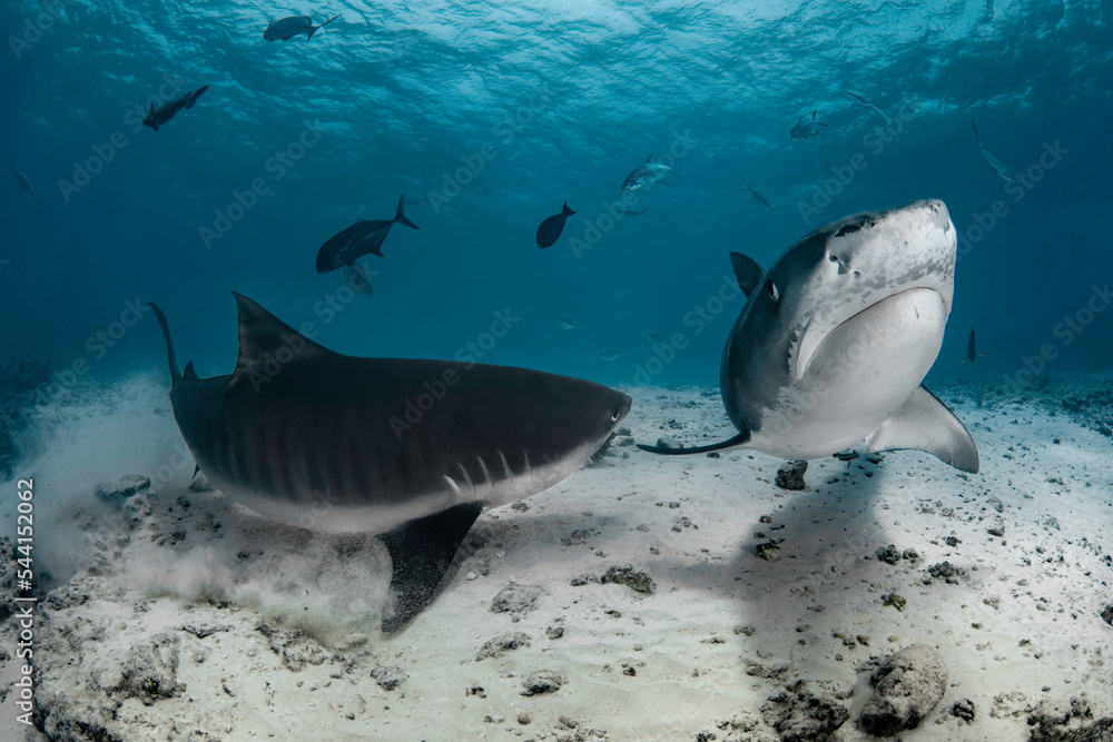 Fototapeta premium Dangerous tiger sharks with divers in the deep blue of Indian Ocean near Maldives island