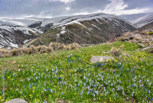 Flowers on mount Aragats near the 7th-century Amberd fortress, at the confluence of the Arkashen and Amberd rivers, Armenia 2019 photo