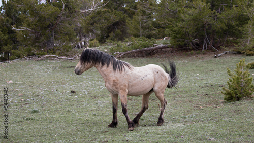 Strong Buckskin wild horse stallion in the american west of the United States