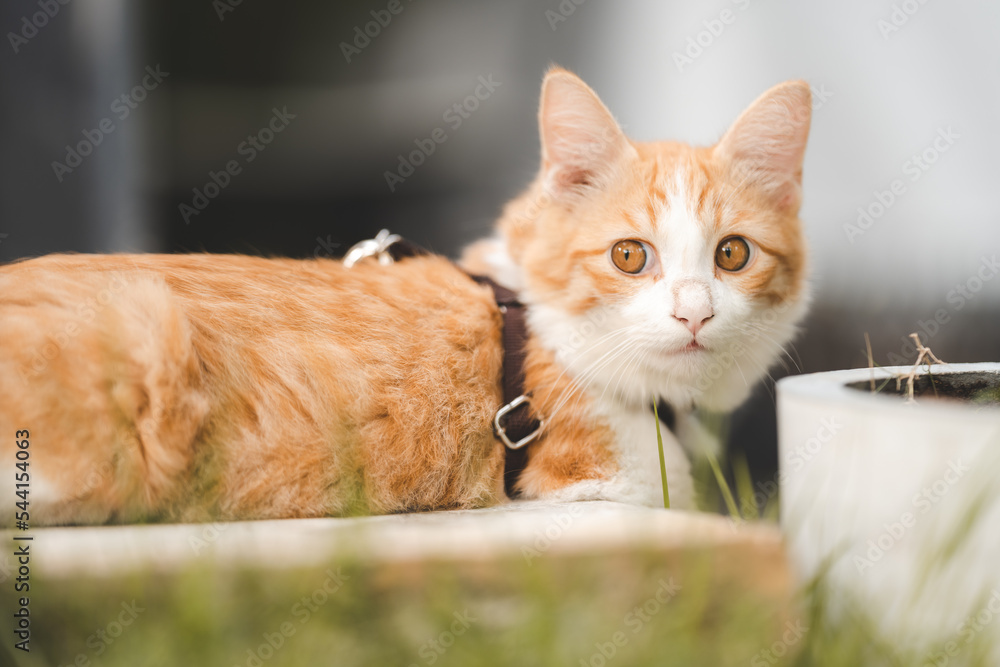 Cute and innocent little cat sitting and looking away with curiosity Cute and innocent little cat sitting and looking away with curiosity