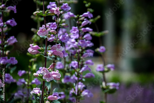 Pikes Peak Purple Penstemon flowers
