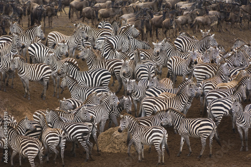 Burchell   s Zebras or Plains Zebras   Equus burchellii  and White-bearded gnus or Blue wildebeest  Connochaetes taurinus   crossing the Mara river  Masai Mara National Park  Kenya  East Africa