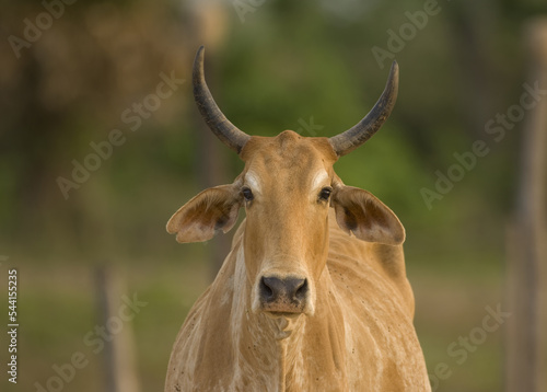 Cattle ranching in Pantanal, domestic cow, Mato Grosso, Brazil