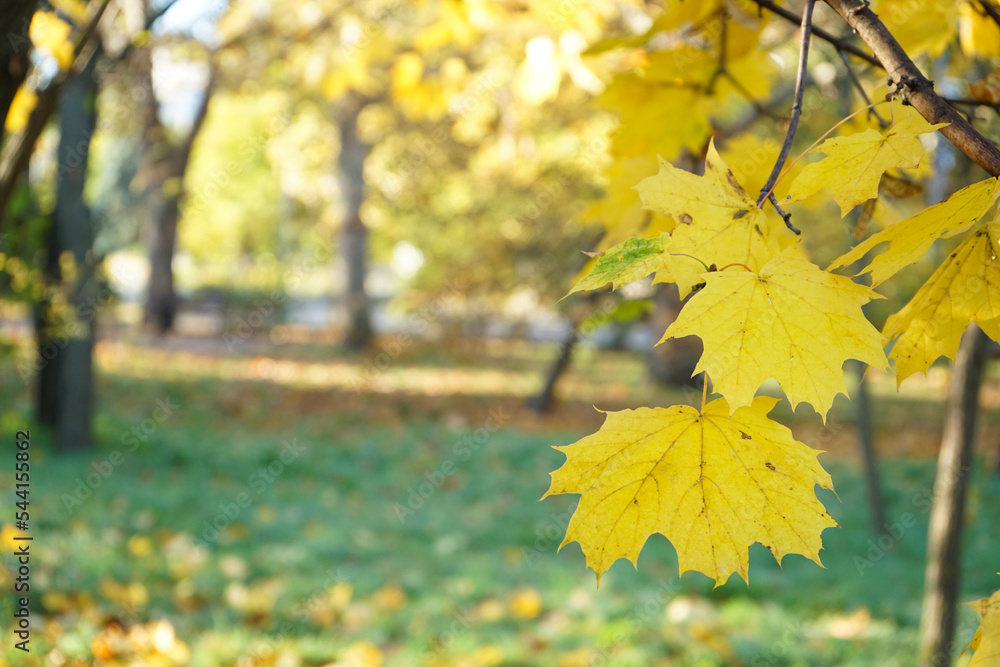 Yellow maple leaves during autumn season with warm sunlight from behind. Fall park on blurry background. Yellow maple leaves during autumn season with warm sunlight from behind. Fall park on blurry background.