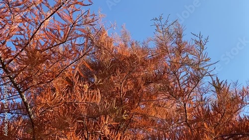Metasequoia glyptostroboides tree Dawn redwood, water fir, water larch conifer tree in autumn forest.  photo