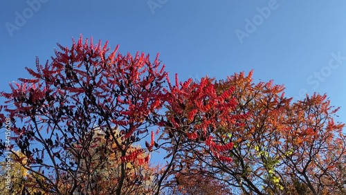 Red leaves of sumac tree against blue sky in autumn park. photo