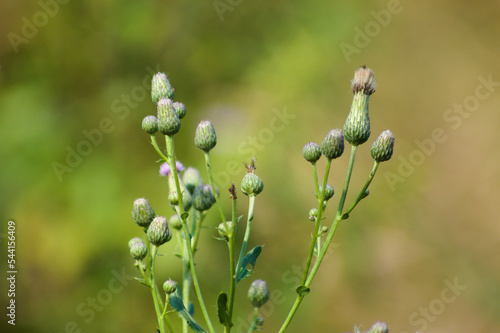 Closeup of creeping thistle buds with green blurred background