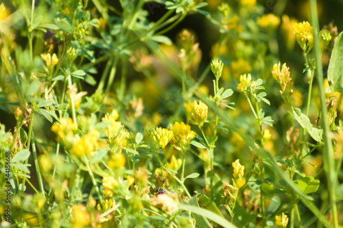 Closeup of sickle medick flowers with selective focus on foreground photo