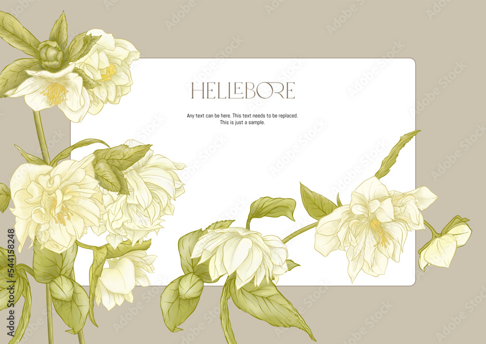 White hellebore flowers, the first spring flowering ranunculus. Spring floral motif. Border, frame, template for product label, packaging. Easy to edit. Vector illustration. In botanical style - obrazy, fototapety, plakaty 